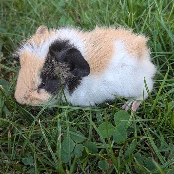 2 lieve cavia baby broertjes, Dieren en Toebehoren, Knaagdieren, Cavia, Augustus, Mannelijk, Tam
