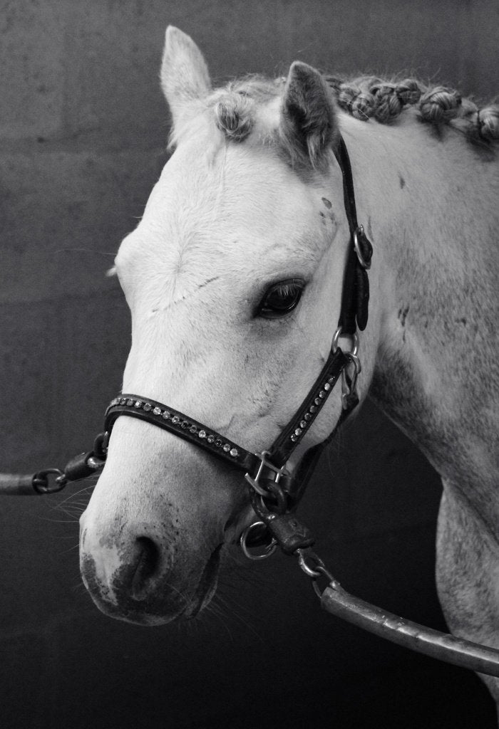 Welsh B-pony (dressuur), Dieren en Toebehoren, Ruin, Dressuurpony, 3 tot 6 jaar, B pony (1.17m tot 1.27m)