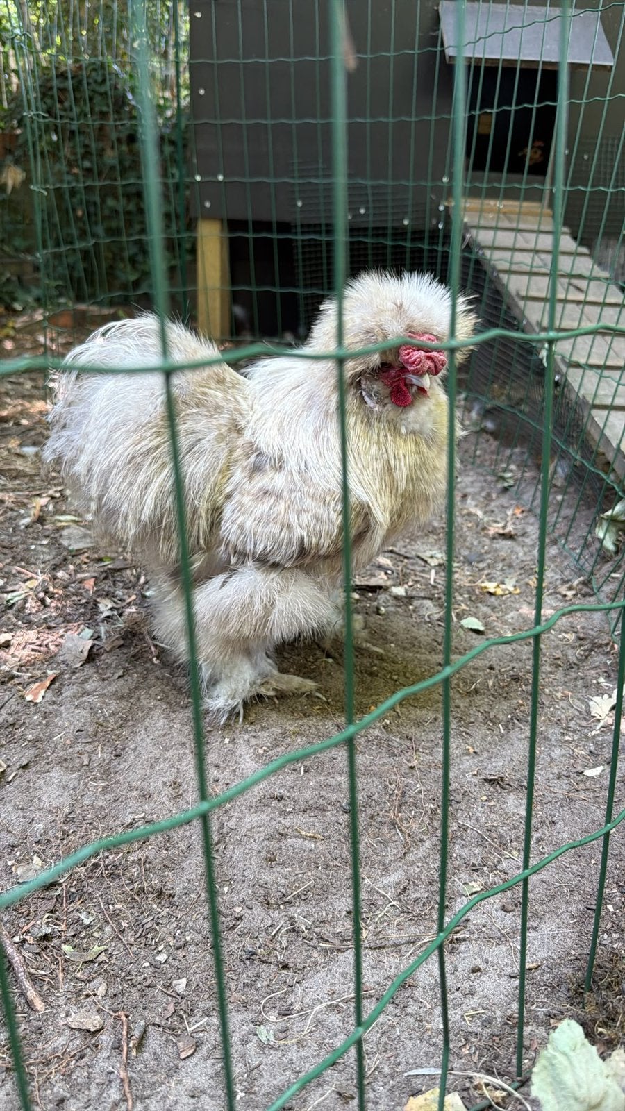 Zijdehoen haan 1j oud gratis op te halen, Dieren en Toebehoren, Mannelijk, Kip