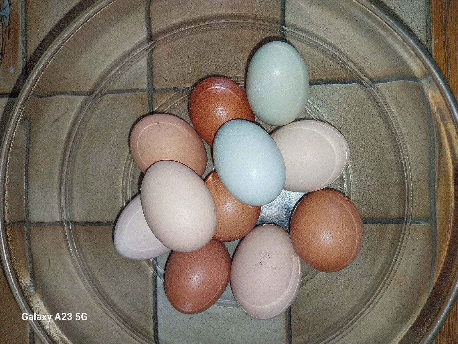 oeufs coloré fécondés du jour, Enlèvement ou Envoi