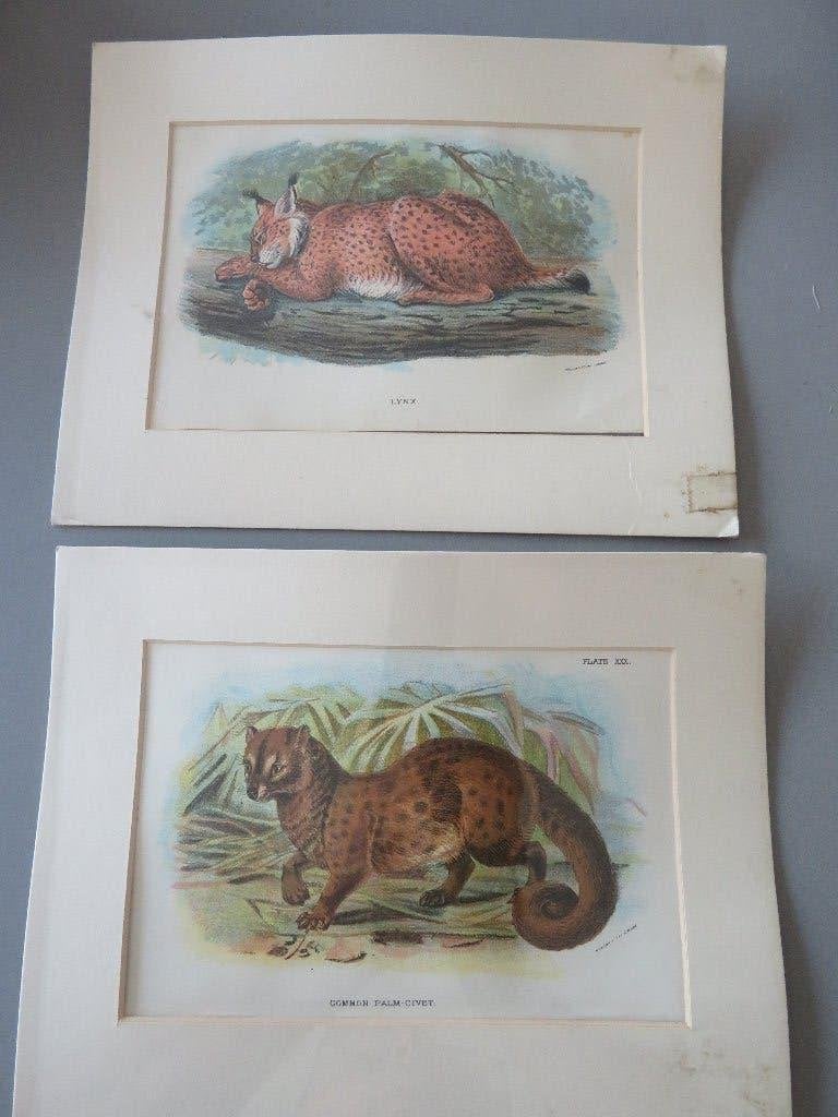 2 kleuren gravures 19th  Wyman & Sons dieren Lynx Palm Civet, Enlèvement ou Envoi, Gravure, 1800 - 1899