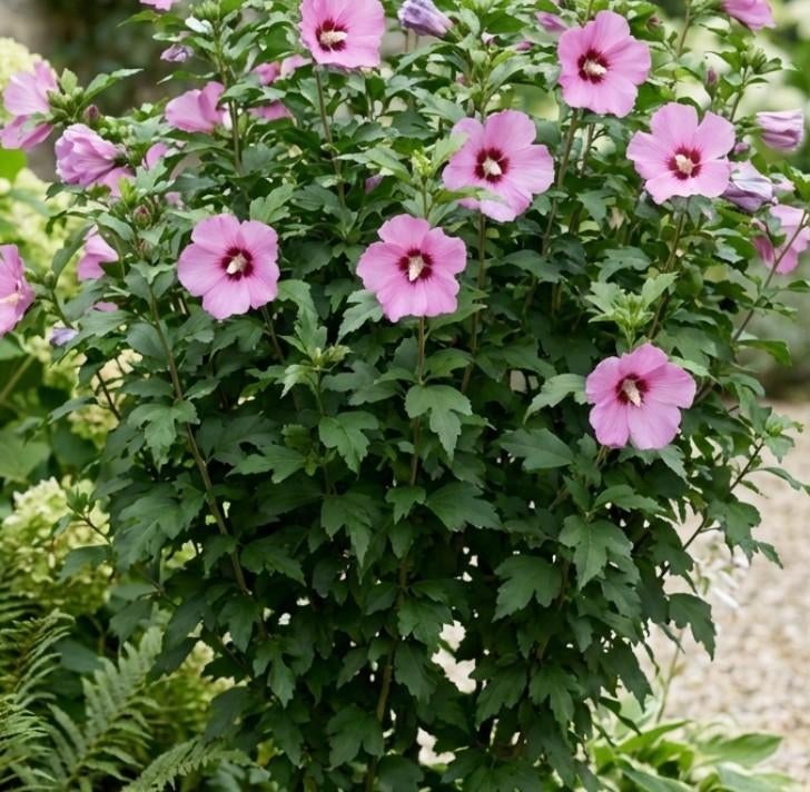 Hibiscus syriacus 'Pink Giant' 60-80 cm/3 litres, Jardin & Terrasse, Enlèvement