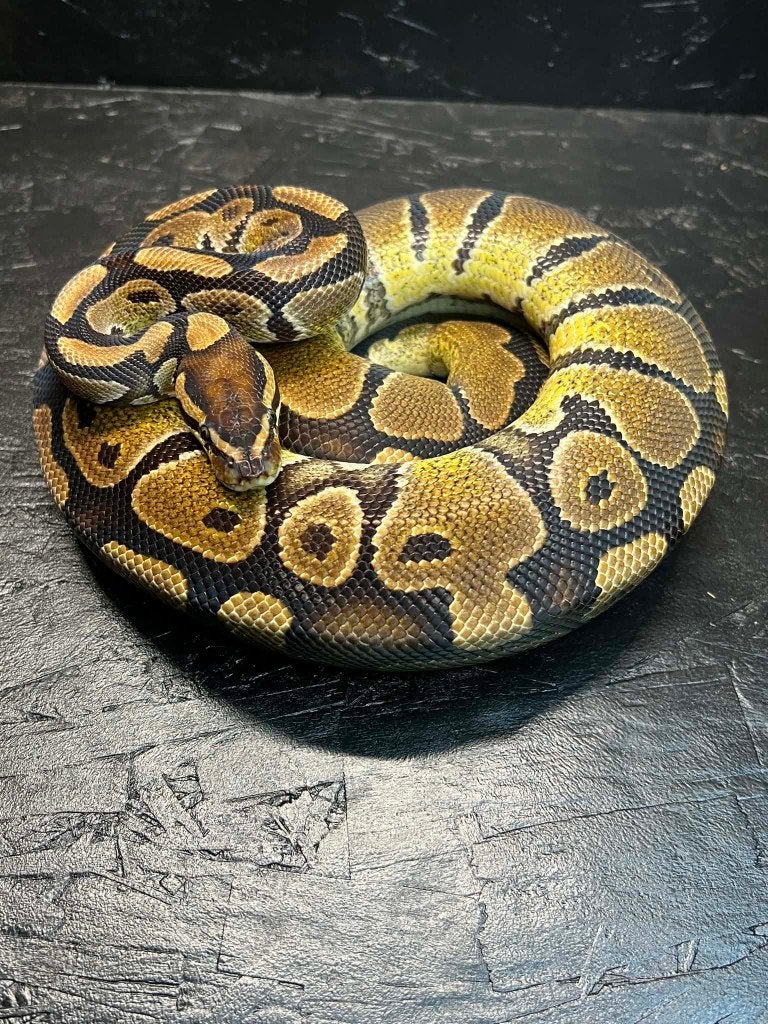 volwassen ball python group 4.5 (Beurs Hamm of Houten), Animaux & Accessoires, Reptiles & Amphibiens, Serpent, Domestique, 3 à 6 ans