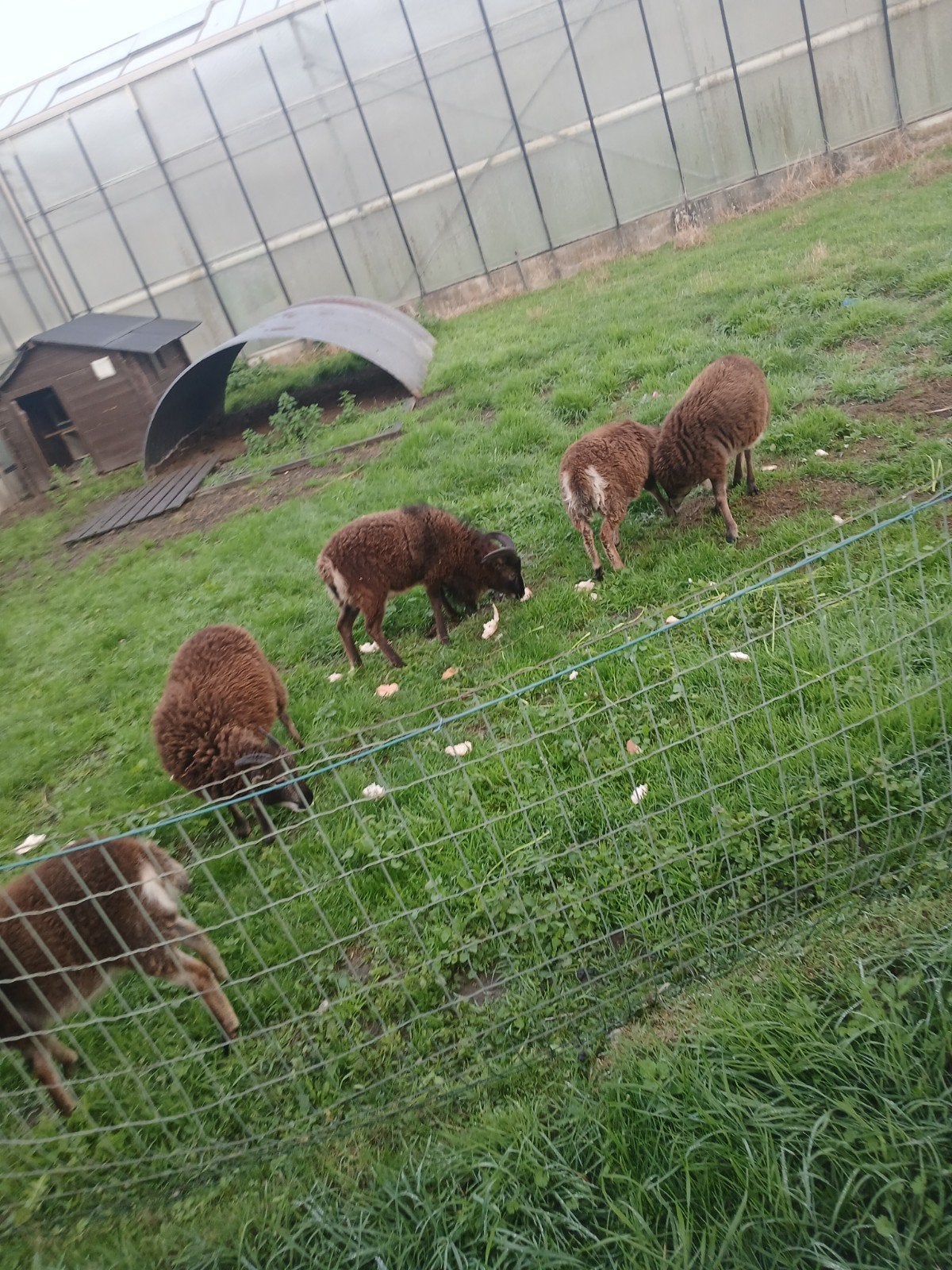 4 ooien en ram geen inteelt, Dieren en Toebehoren