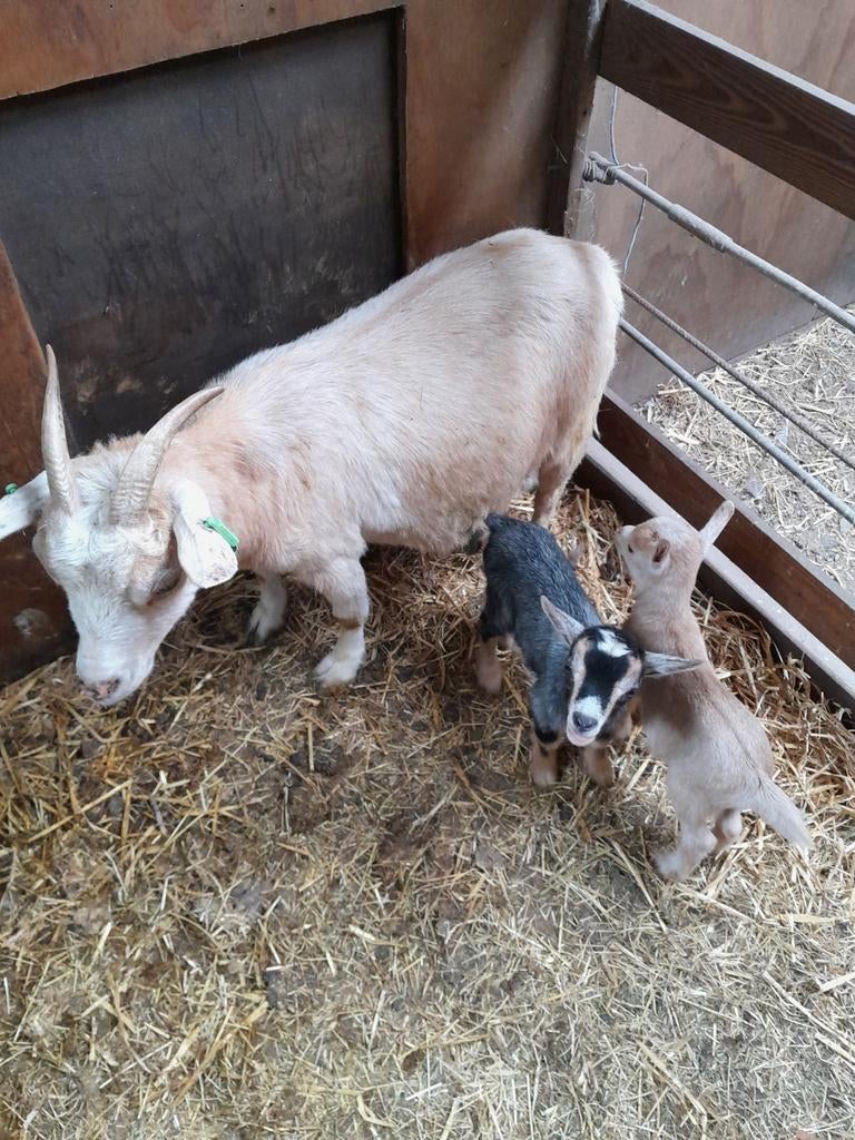 Te koop mooie dwerggeit met 2 jonge geitjes., Plusieurs animaux, Chèvre, 0 à 2 ans