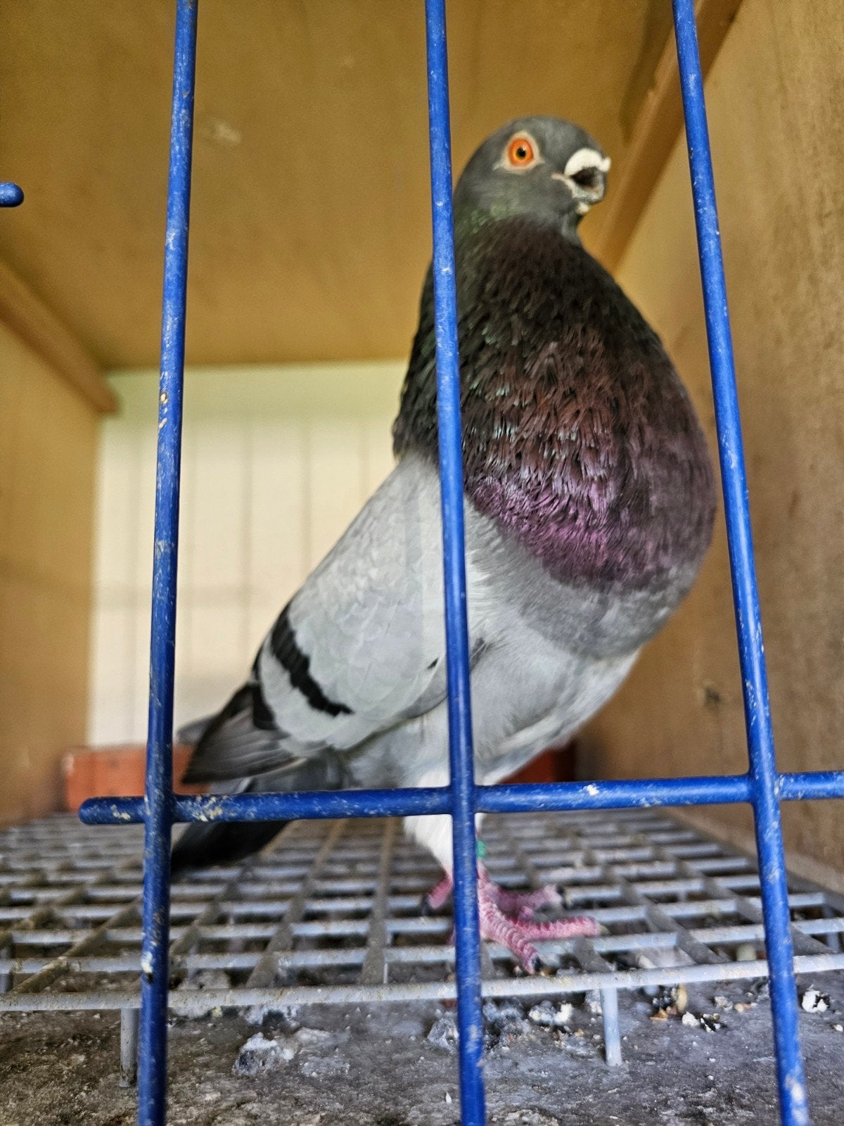 Koppel canario kroppers, Dieren en Toebehoren, Vogels | Duiven