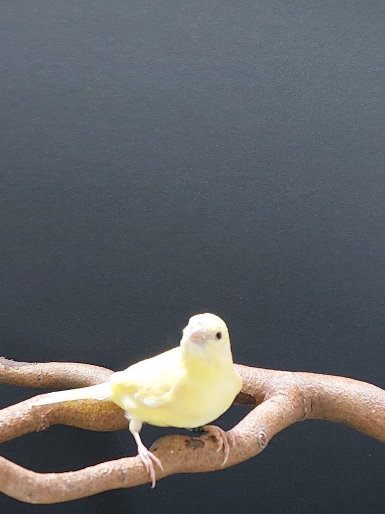 Silice Bruin Topaas, Dieren en Toebehoren, Vrouwelijk, Tropenvogel, Geringd