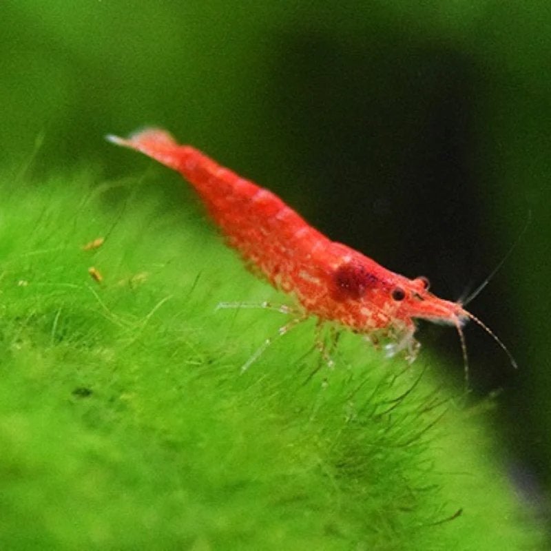 Vuurgarnalen, Dieren en Toebehoren, Vissen | Aquariumvissen, Kreeft, Krab of Garnaal, Zoetwatervis, Schoolvis