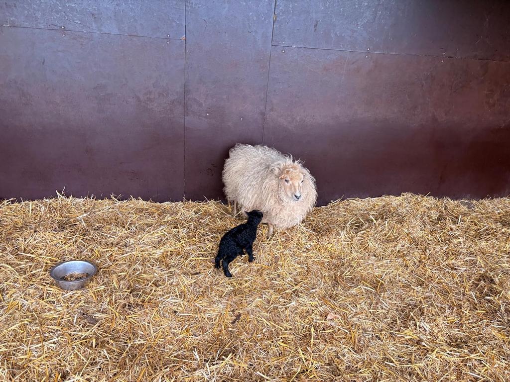 Ouessant schapen, Schaap, 0 tot 2 jaar