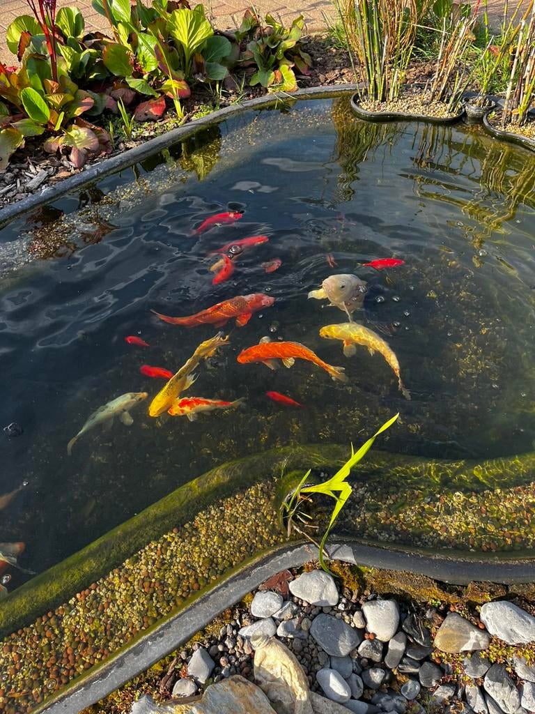 Goudvissen en koi, Poisson(s) rouge(s)