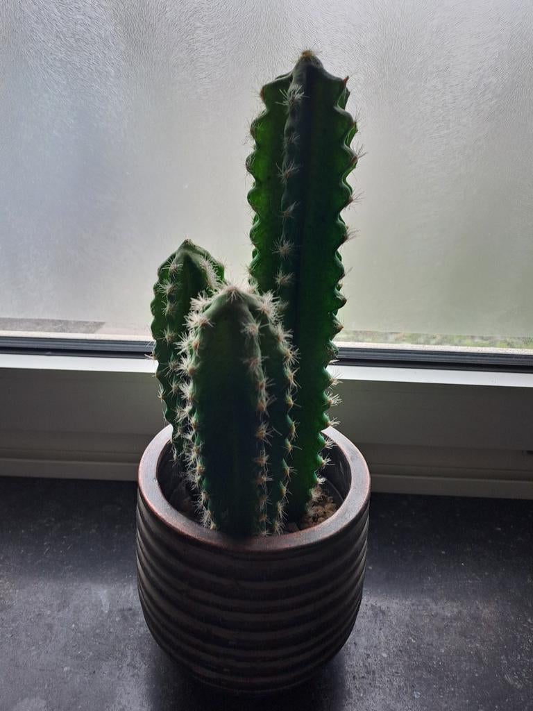 Vase + cactus