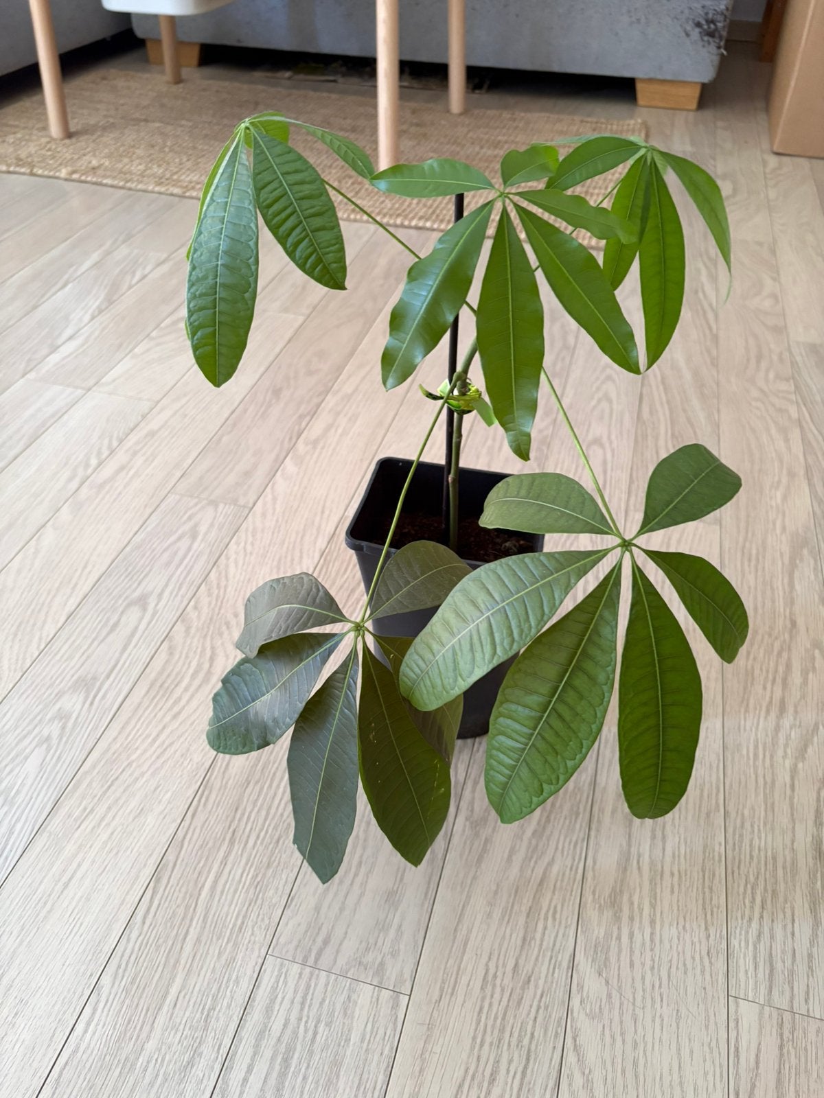Pachira Aquatica (Geldboom) 30 cm, Overige soorten, In pot, Minder dan 100 cm, Groene kamerplant