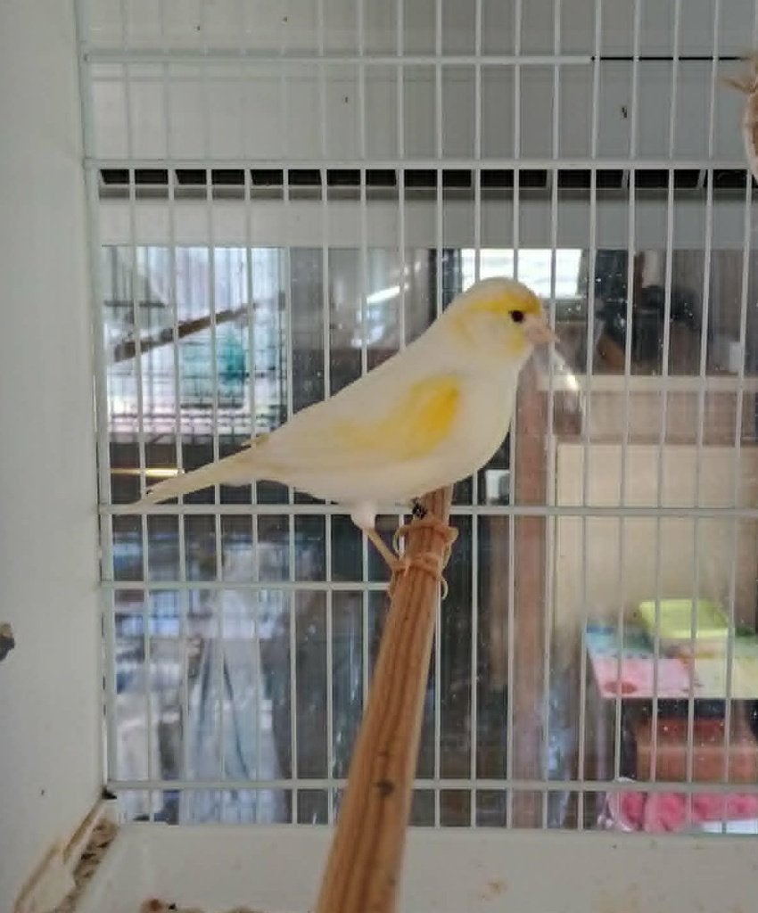 Kanarie man, Animaux & Accessoires, Oiseaux | Canaris, Mâle, Canari de couleur