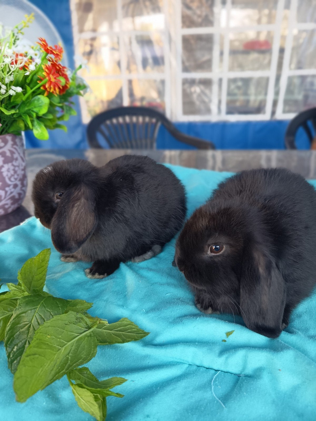Minilop voedsters, Vrouwelijk, Dwerg, 0 tot 2 jaar