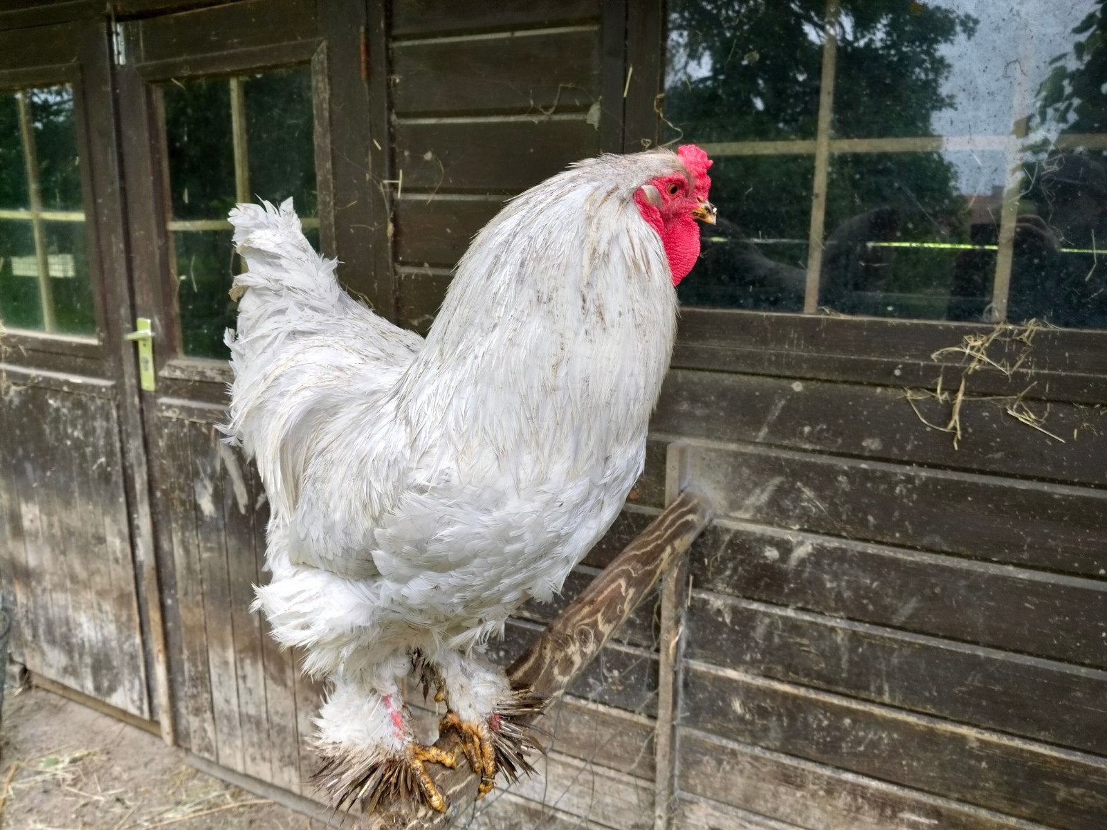 Brahma haan 2025, Dieren en Toebehoren, Pluimvee