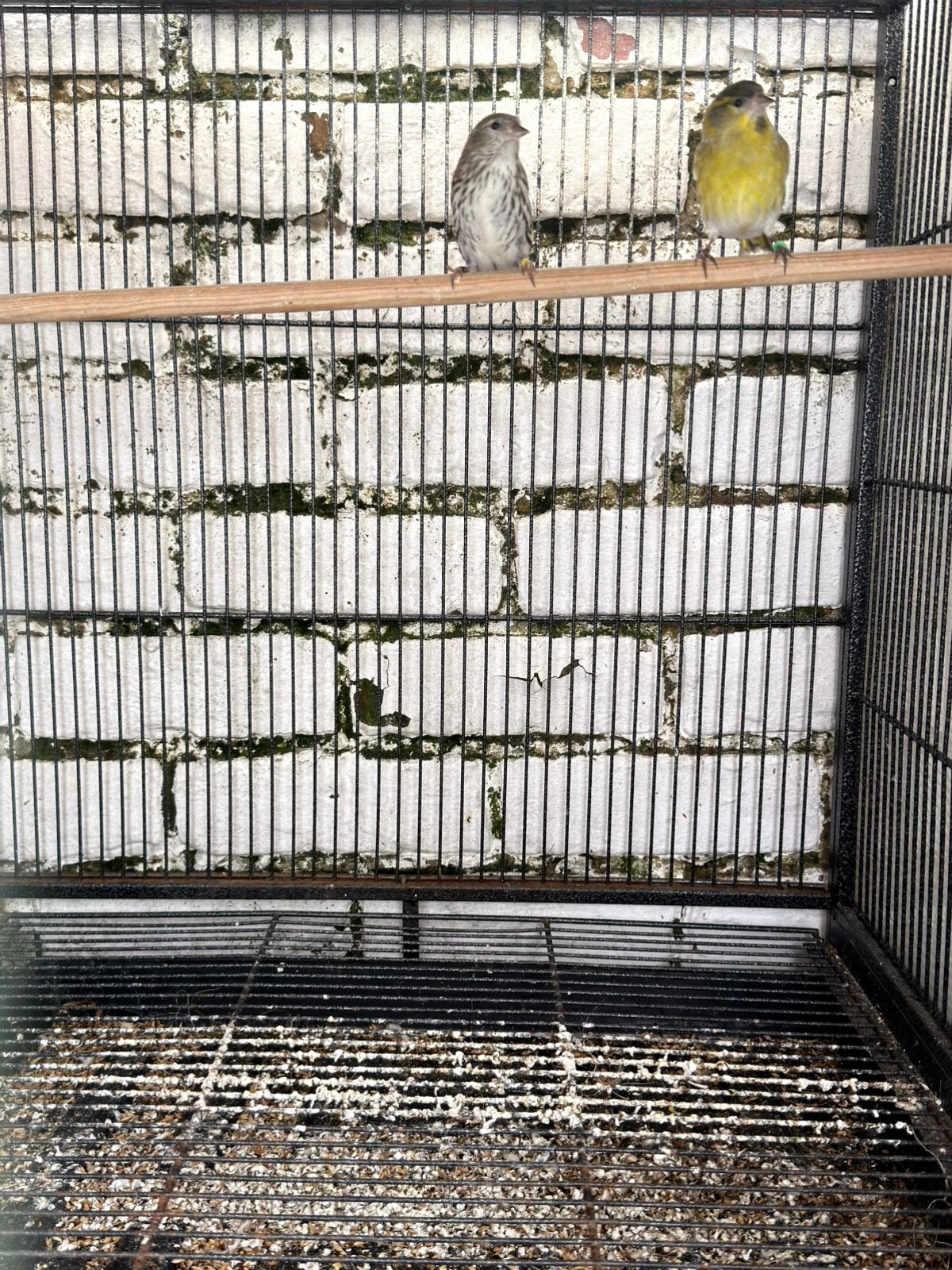 Sijzen aangeboden wegens verhuis, Dieren en Toebehoren, Vogels | Overige Vogels
