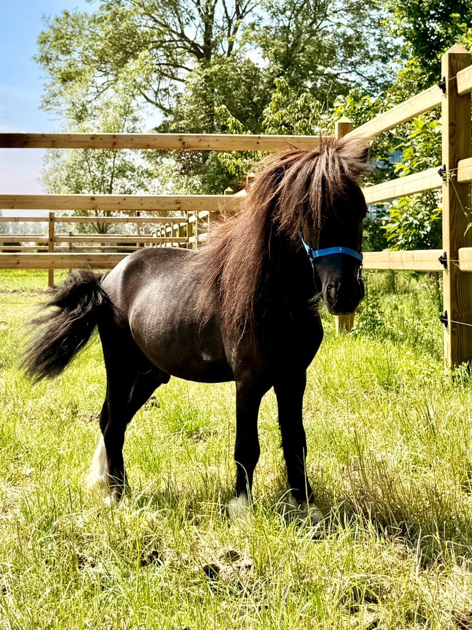 Minipaardje hengst te koop, Vermifugé, Poney de récréation, Poney A (jusqu'à 1.17 m), Étalon