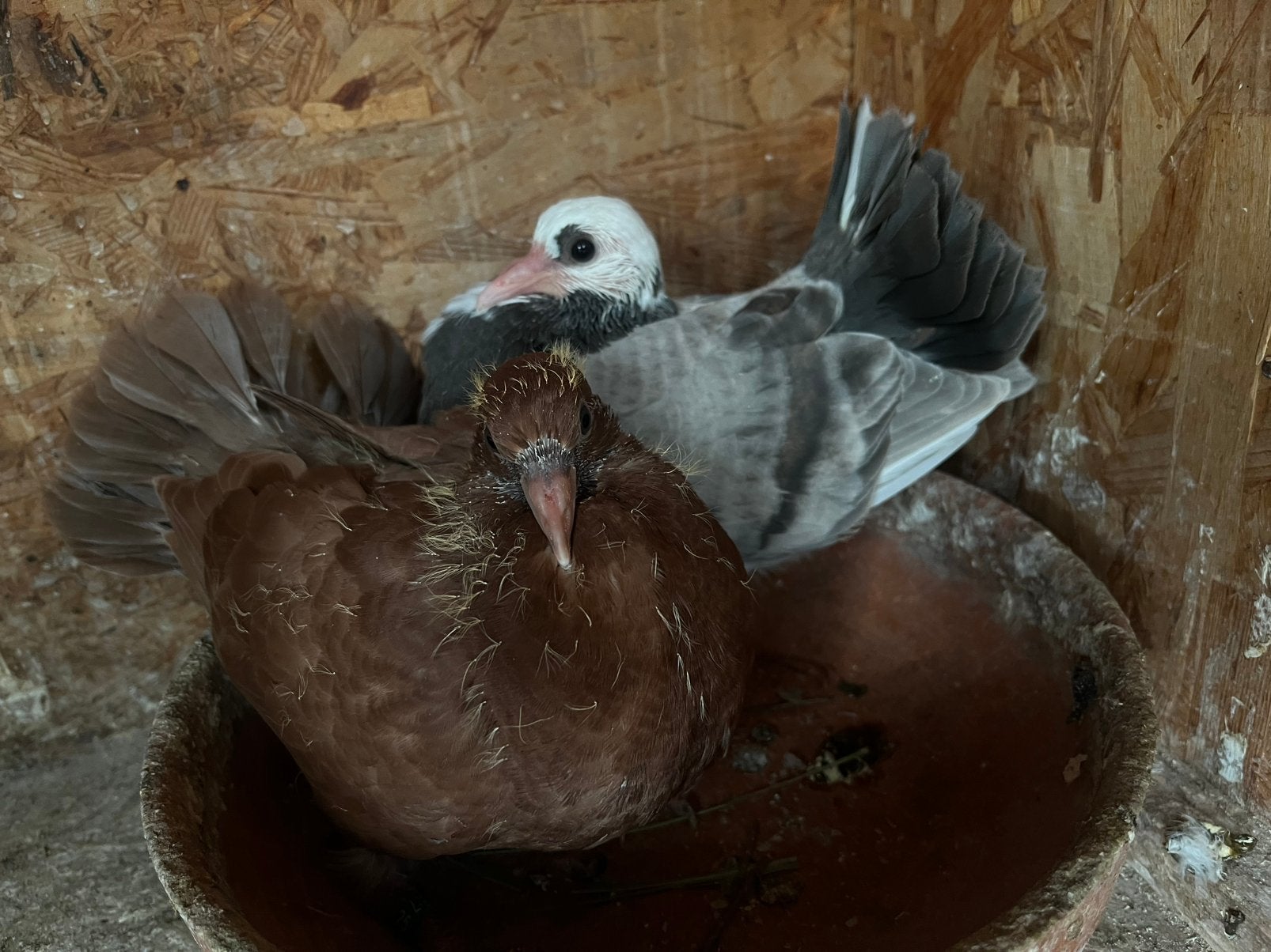 Pauwstaart met waaierstaart, Dieren en Toebehoren, Vogels | Duiven, Meerdere dieren, Overige soorten