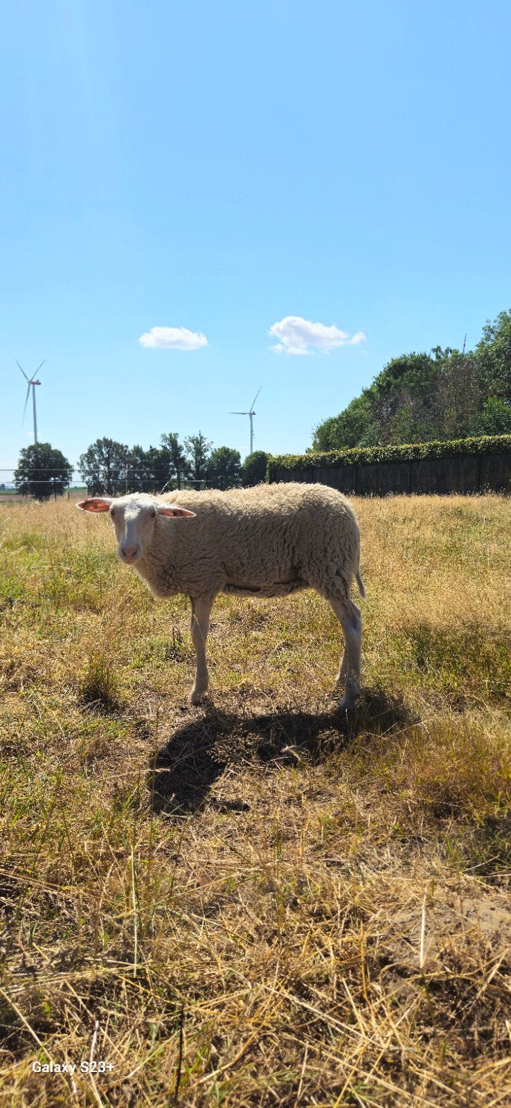 Ooieschaap met 2 Ooielammeren, Dieren en Toebehoren