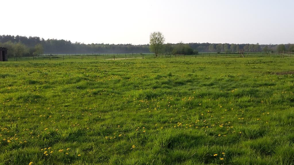 Weide te huur, Dieren en Toebehoren, Stalling en Weidegang