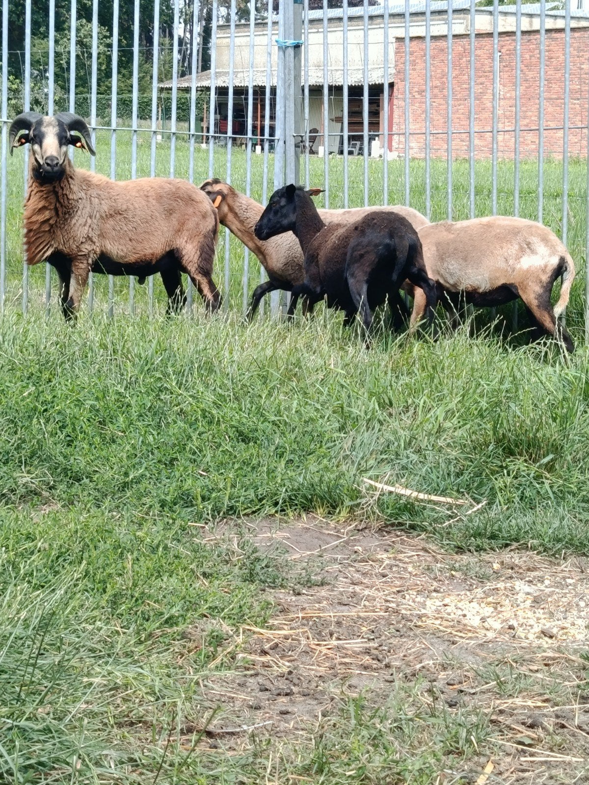 Mooie Kameroen schapen, Dieren en Toebehoren
