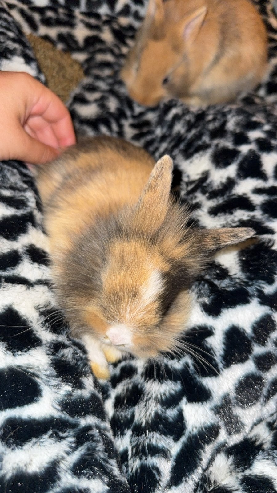 Lapin tete de lion angora, Animaux & Accessoires, Enlèvement