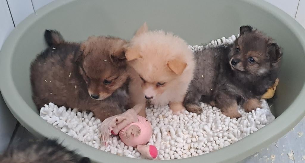 Dwergkeesjes, Parvo, België, Keeshond, 8 tot 15 weken