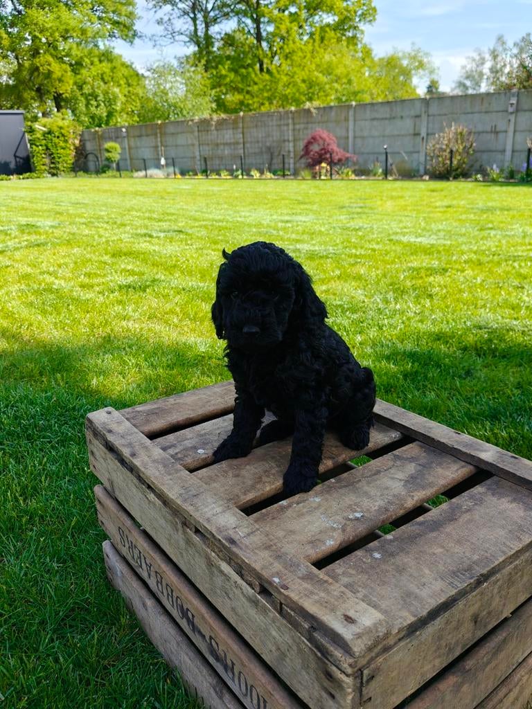 Prachtige mini labradoodle, Dieren en Toebehoren, Honden | Retrievers, Spaniëls en Waterhonden, Parvo, België, Particulier, 8 tot 15 weken