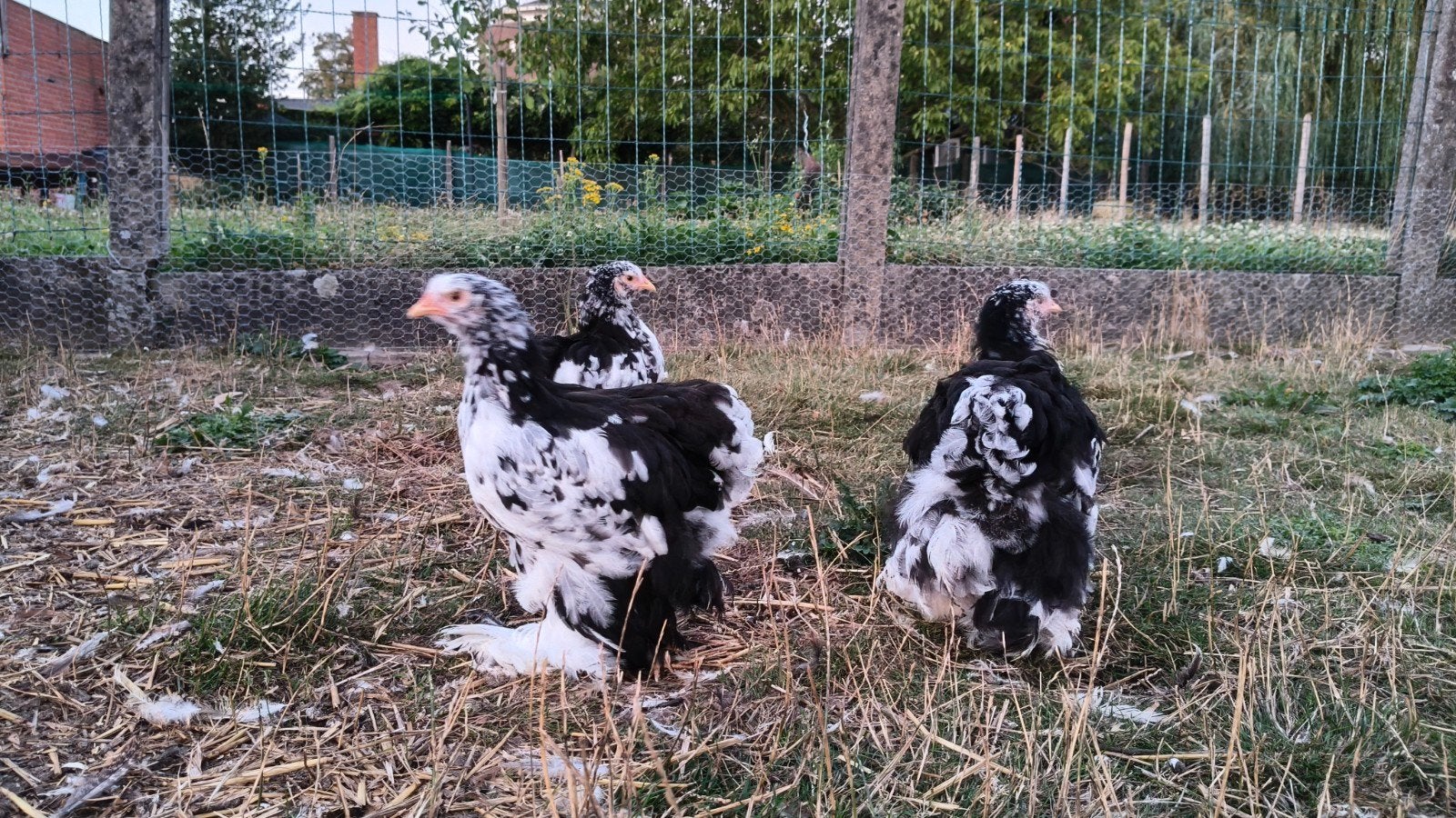 kweektoom Cochin groothoender zwartwitgepareld (4 +1), Dieren en Toebehoren, Pluimvee, Meerdere dieren, Kip