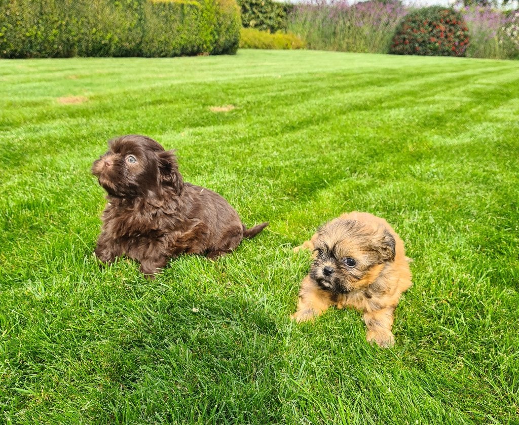 shih tzu pups, Dieren en Toebehoren, België, Overige rassen, CDV (hondenziekte), 8 tot 15 weken