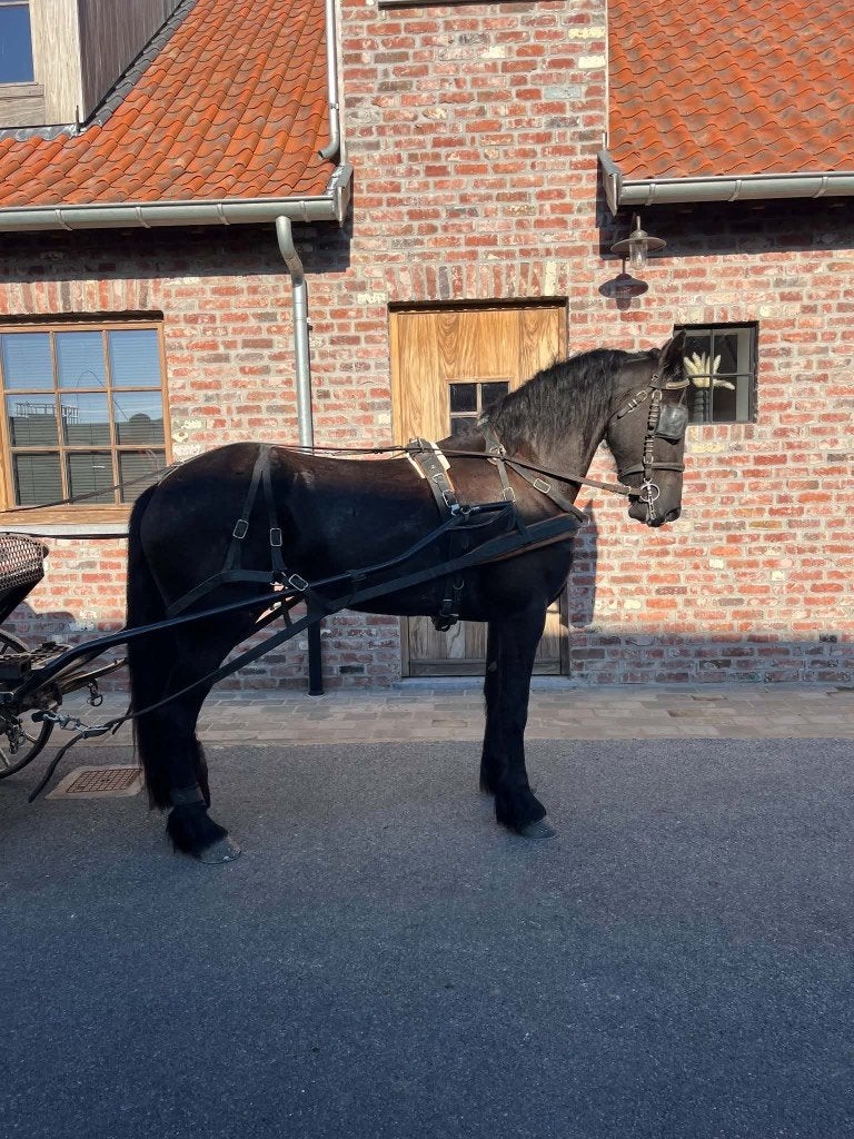 Friese merrie, 3 tot 6 jaar, 160 tot 165 cm, Recreatiepaard, Merrie