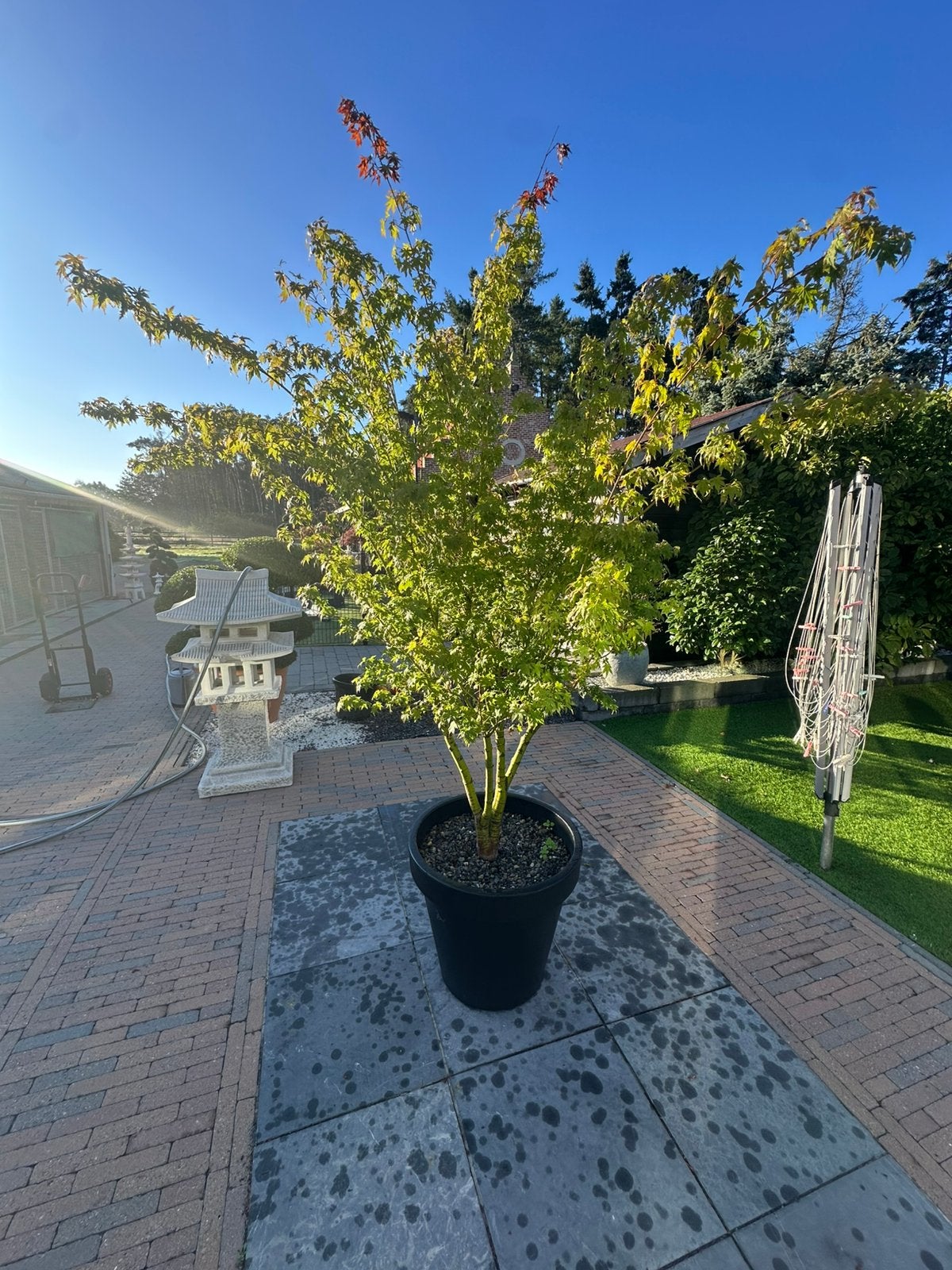Japanse esdoorn bonsai japanse tuin, Tuin en Terras, Ophalen, In pot