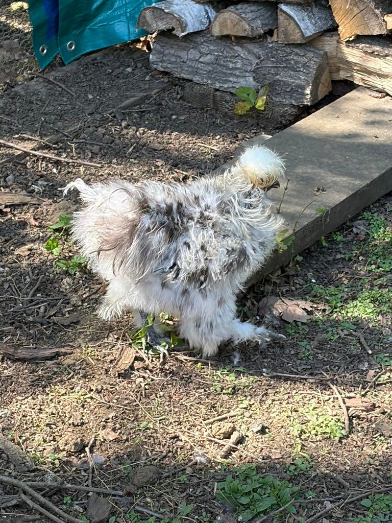 Twee zijdehoen hanen, een witte en éen bruine, Dieren en Toebehoren
