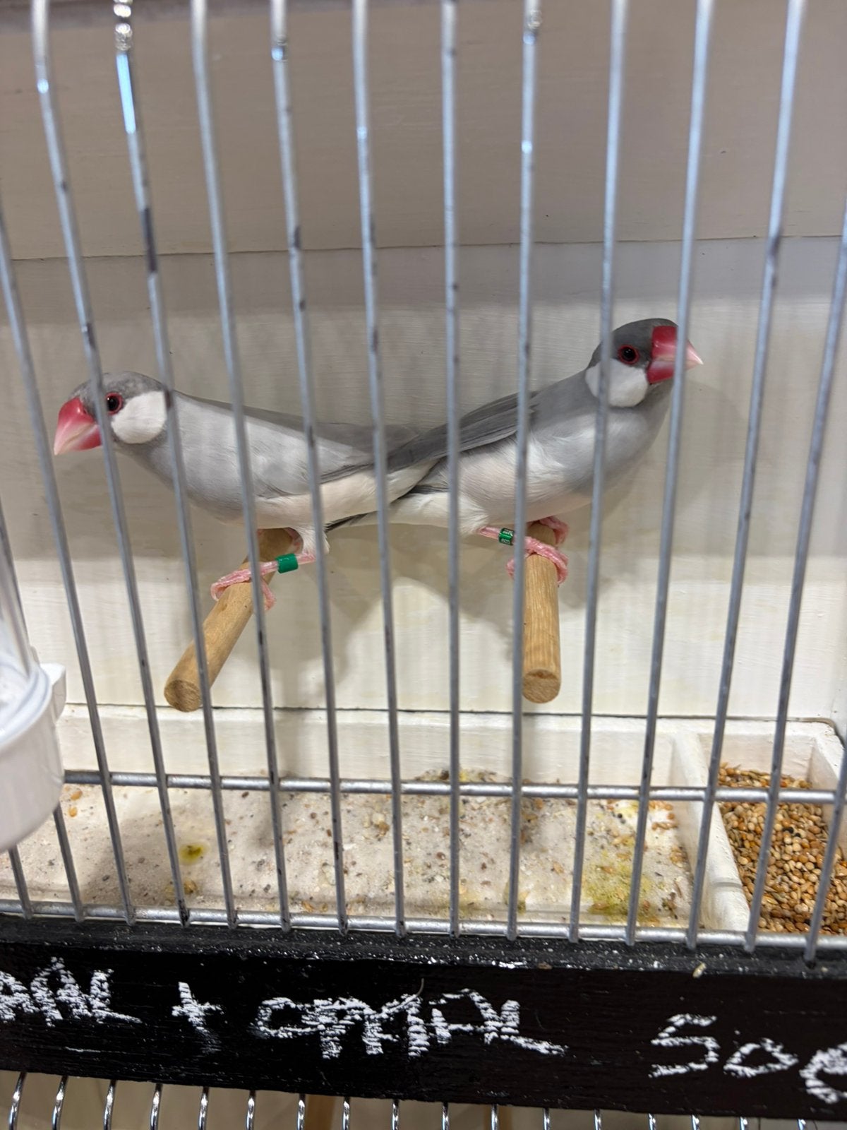 Rijstvogels / Padda’s te koop –opaal & wildkleur split opaal