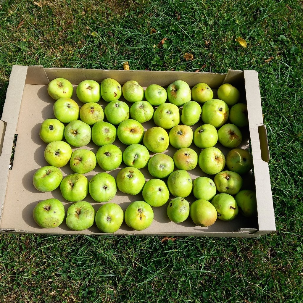 Pommes fraîches du jardin, Enlèvement
