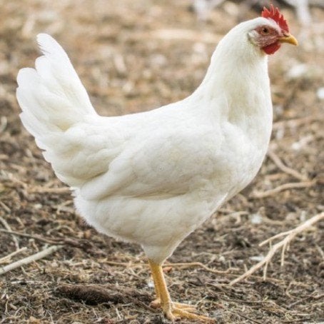 witte leghorn hennen, Dieren en Toebehoren
