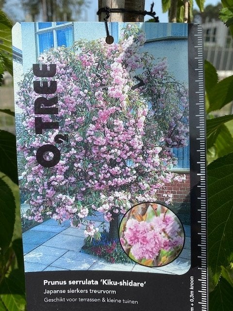 japanse sierkers treurvorm, Tuin en Terras, Planten | Bomen, Treurboom, Lente, 100 tot 250 cm, Ophalen