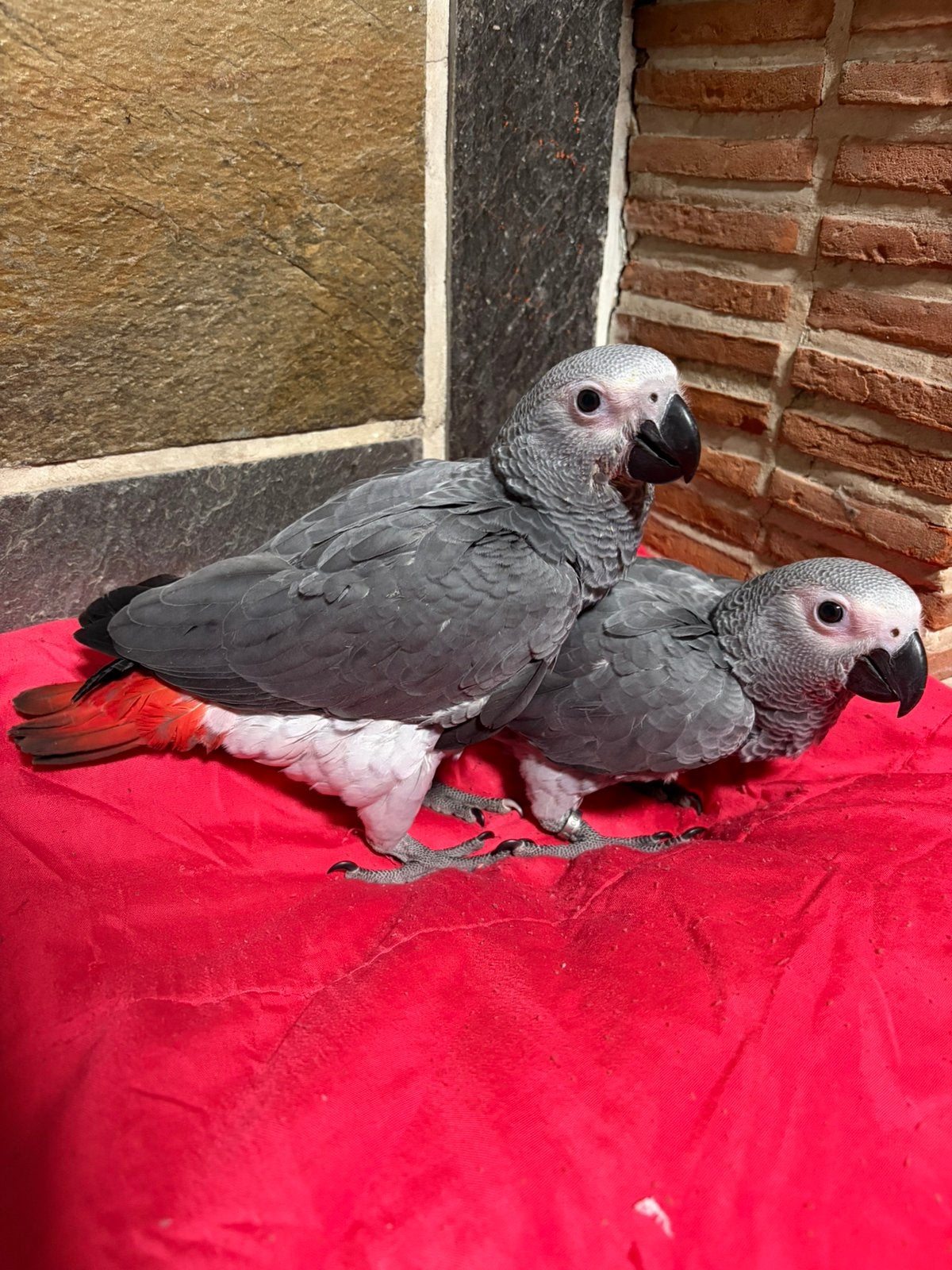 Supertam jonge grijze roodstaart 2026, Dieren en Toebehoren, Papegaai, Tam
