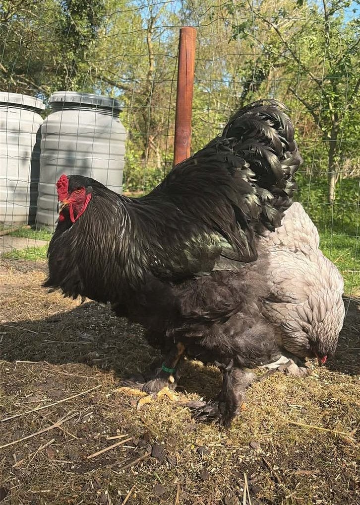 Brahma Groothoender hanen blauw, zwart, Dieren en Toebehoren, Pluimvee, Mannelijk, Kip