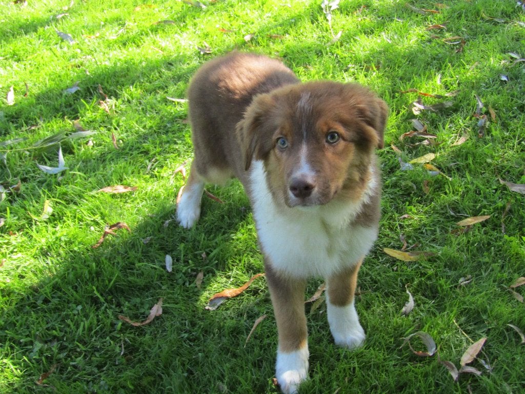 Border collie puppy teefje 4 maanden, Dieren en Toebehoren, Honden | Herdershonden en Veedrijvers, België, 15 weken tot 1 jaar