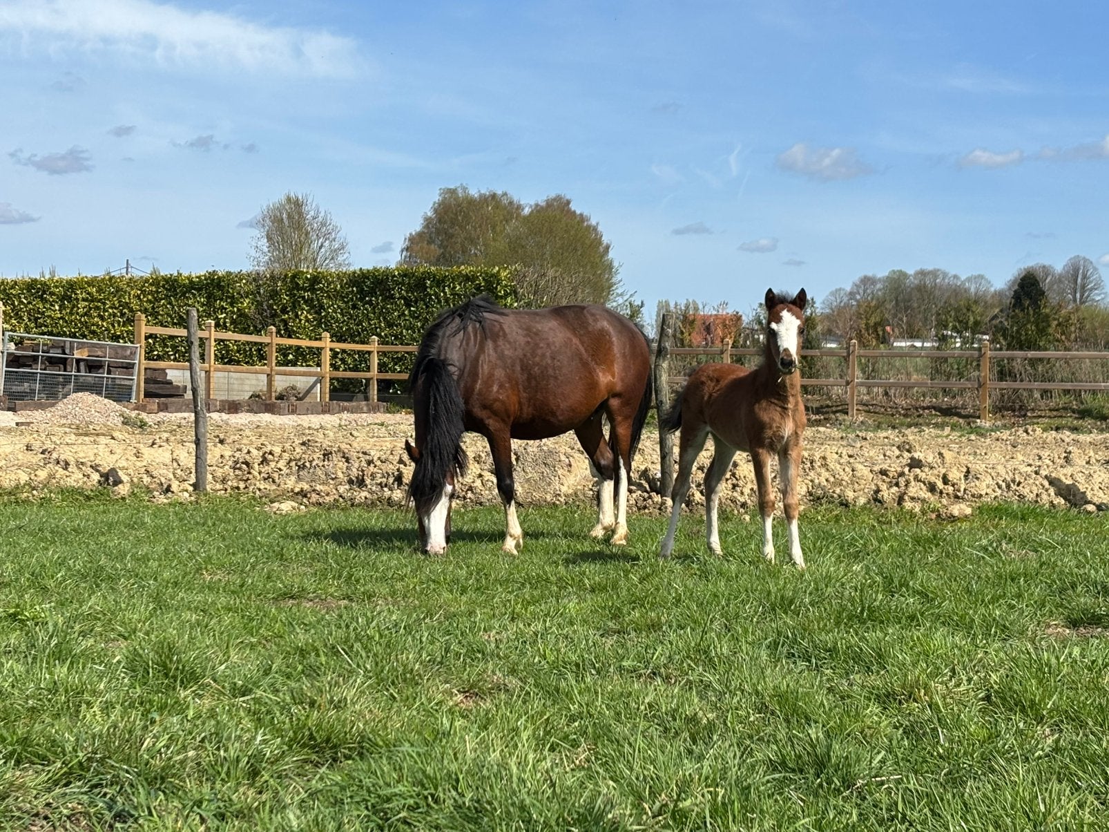 Welsh A veulens, Animaux & Accessoires, Chevaux, Jument
