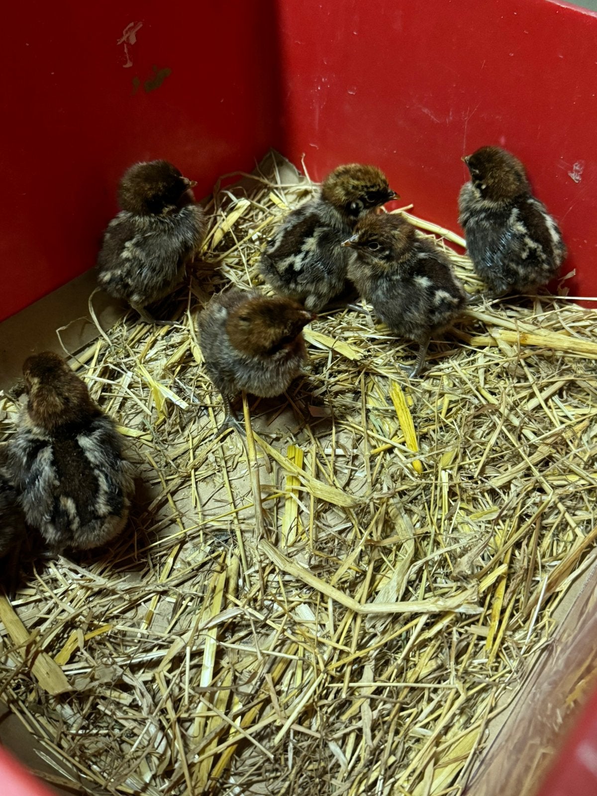 Kuikens van brakel kippen, Dieren en Toebehoren, Pluimvee, Kip