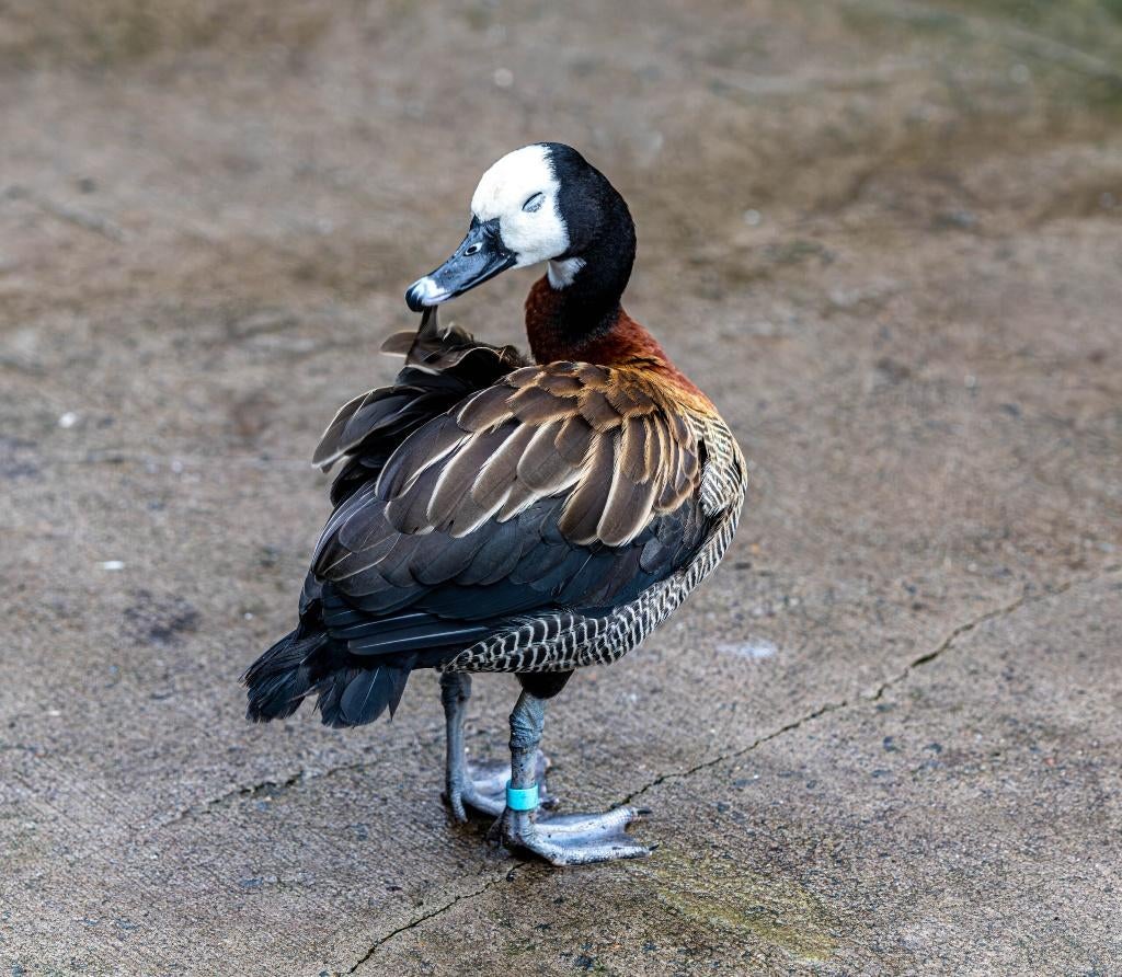 siereenden boomeend fluiteend gezocht, Dieren en Toebehoren, Mannelijk, Eend