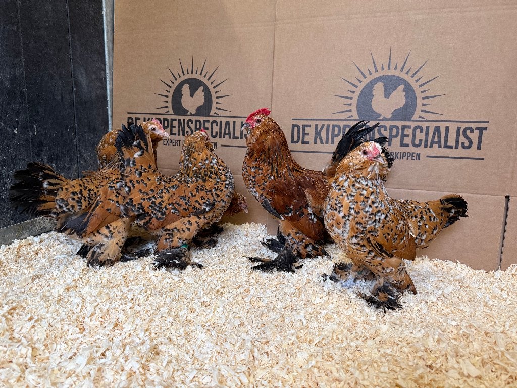 Jonge tamme Sabelpoot kriel kippen gesekst en ingeënt, Femelle, Poule ou poulet