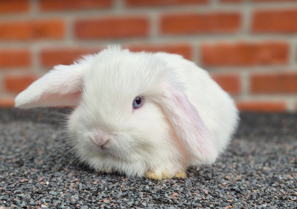 MINILOP KOPPELTJE, Dieren en Toebehoren, Konijnen, Meerdere dieren, Klein, Hangoor, 0 tot 2 jaar