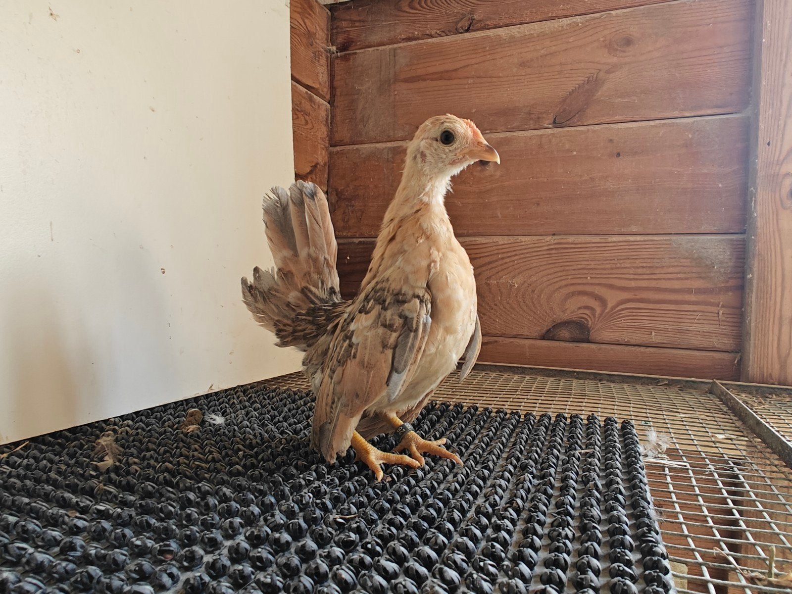 Serama hennetjes 2026, Dieren en Toebehoren, Pluimvee