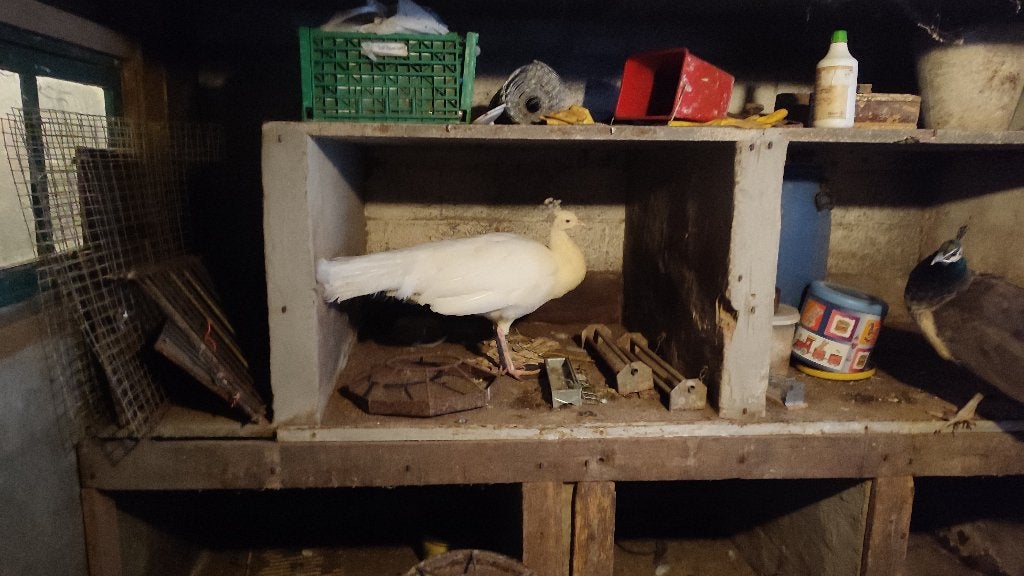 Koppel pauwen te koop: witte haan en blauwe pauwin, Dieren en Toebehoren, Meerdere dieren, Overige soorten