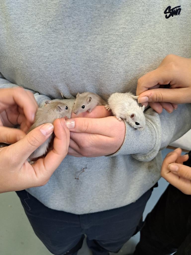 Jonge Mongoolse gerbils, Dieren en Toebehoren, Knaagdieren, Meerdere dieren, Overige typen, Maart, Tam