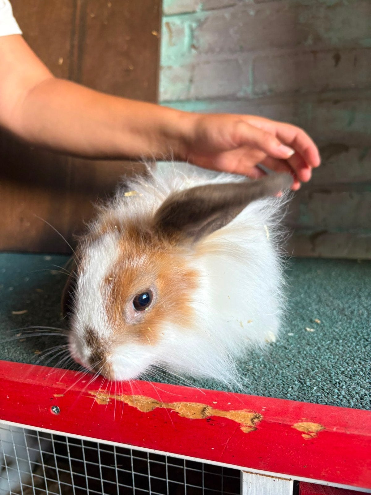 konijn te koop, Animaux & Accessoires, Femelle, Petit, 0 à 2 ans