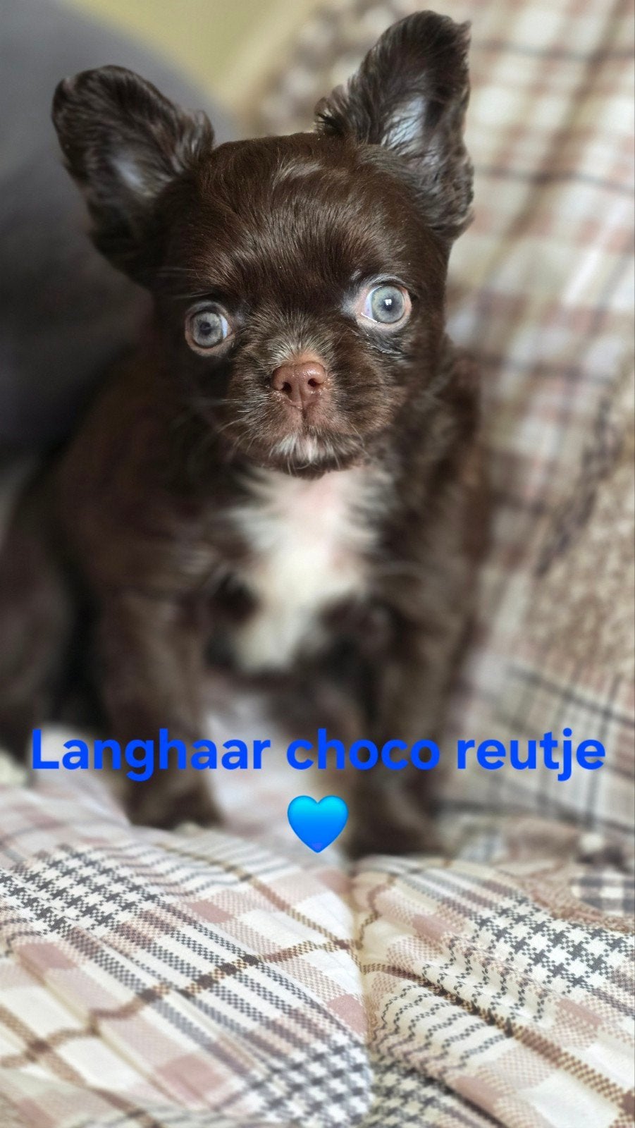 Prachtige lang en kortharige chihuahua pups, Dieren en Toebehoren, Honden | Chihuahua's en Gezelschapshonden, Parvo, België, Fokker | Hobbymatig